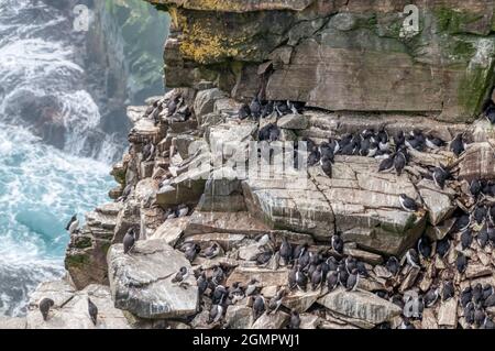 guillemot ou guillemot sur les falaises de la réserve écologique de Cape St. Mary, à Terre-Neuve, au Canada. Banque D'Images