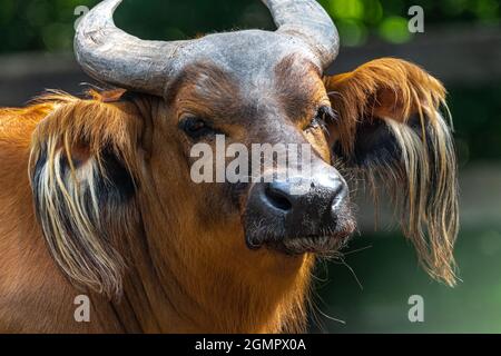 Portrait d'un Buffalo forestier (Syncerus caffer nanus) Banque D'Images