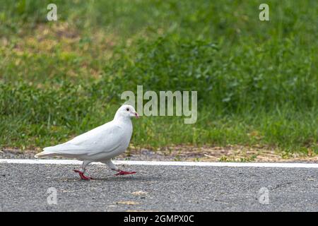 Lâcher, Pigeon blanc, ou aussi appelé Dove de roche domestique (Columba livia domestica) Banque D'Images