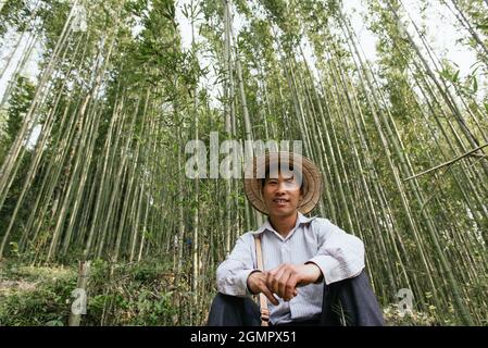 Sapa, Vietnam - 14 avril 2016: Bois de bambou vietnamien. Hauts arbres dans la forêt. Personne observant après la plantation Banque D'Images