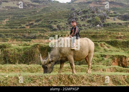 Sapa, Vietnam - 14 avril 2016 : garçon à cheval de buffle sur le champ de riz. Les enfants vietnamiens du village ont le devoir de prendre soin des animaux domestiques. Banque D'Images