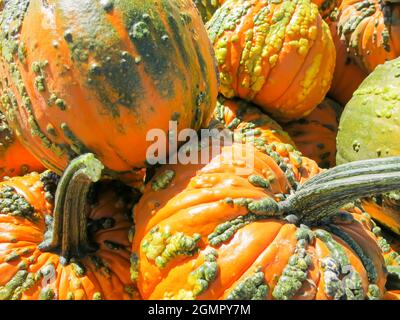 Gros plan sur les citrouilles à Halloween Banque D'Images