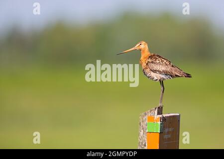 Un godwit à queue noire (Limosa limosa) perché sur un poteau protégeant son territoire. Banque D'Images