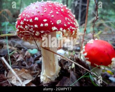 Amanita muscaria, le champignon rouge de couleur très toxique Banque D'Images