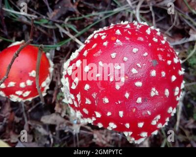 Amanita muscaria, le champignon rouge de couleur très toxique Banque D'Images