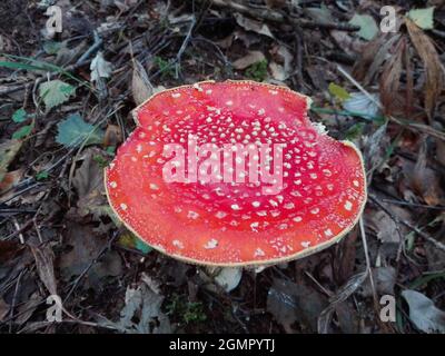 Amanita muscaria, le champignon rouge de couleur très toxique Banque D'Images