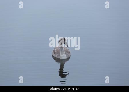 Un cygnet, Cygnus olor, dans un lac brumeux Banque D'Images