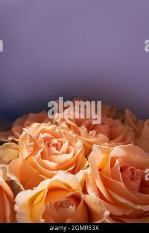 Gros plan d'un bouquet de belles fleurs faites de roses orange. Sur fond lilas clair. Un lieu à copier. Le concept des vacances. Photo de haute qualité Banque D'Images