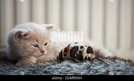 Un adorable chaton pylashort de couleur crème se trouve sur la moquette et regarde son jouet Banque D'Images