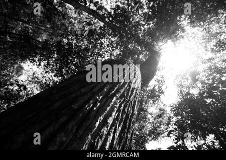 image en noir et blanc d'un arbre vu d'en dessous avec le tronc en vue, forêt tropicale de malaisie Banque D'Images