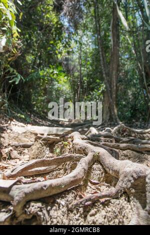 paysage de la forêt tropicale vu du point de vue des grenouilles en malaisie Banque D'Images