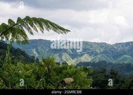 fern suspendu sur les collines de la plantation de thé des hautes terres de cameron Banque D'Images