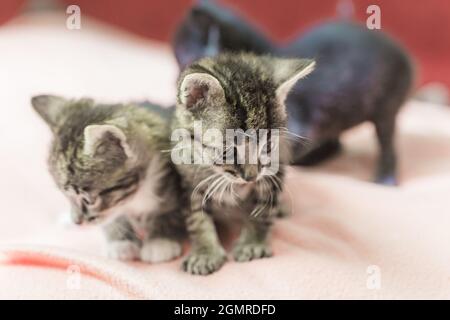 Trois petits chatons jouent sur le lit. Les chats domestiques dans un refuge. Personne n'a besoin des chats. Chats d'élevage d'un chat domestique. Banque D'Images