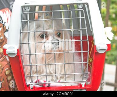 Un petit chien blanc est assis dans un support ou un sac et attend la course. Sac en plastique avec cage pour le transport des animaux. Banque D'Images