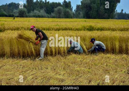 Cachemire, Inde. 20 septembre 2021. Les agriculteurs de Kashmiri récoltent du riz sur le terrain pendant la saison de récolte du riz à la périphérie de Srinagar. L'Inde est l'un des plus grands producteurs mondiaux de riz blanc et de riz brun, représentant 25 % de la production mondiale de riz. Le riz est la culture prééminente de l'Inde et constitue la nourriture de base de la population de l'est et du sud du pays. (Photo de Saqib Majeed/SOPA Images/Sipa USA) crédit: SIPA USA/Alay Live News Banque D'Images