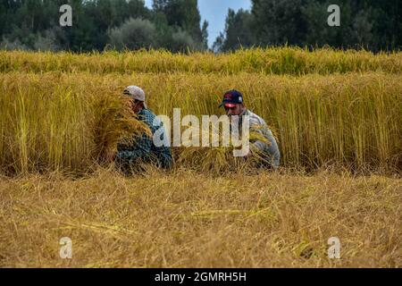 Cachemire, Inde. 20 septembre 2021. Les agriculteurs de Kashmiri récoltent du riz sur le terrain pendant la saison de récolte du riz à la périphérie de Srinagar. L'Inde est l'un des plus grands producteurs mondiaux de riz blanc et de riz brun, représentant 25 % de la production mondiale de riz. Le riz est la culture prééminente de l'Inde et constitue la nourriture de base de la population de l'est et du sud du pays. (Photo de Saqib Majeed/SOPA Images/Sipa USA) crédit: SIPA USA/Alay Live News Banque D'Images