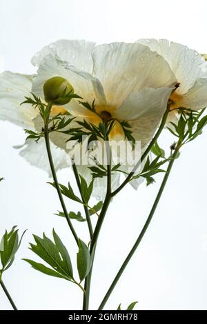 Vraiment exceptionnel Romneya coulteri, coquelicot californien, coquelicot du Bush, coquelicot californien, coquelicot du canyon, rêve du désert, arbuste à fleurs Banque D'Images