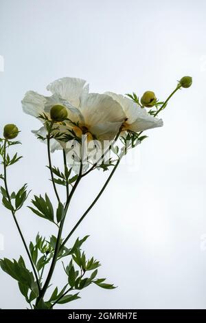 Vraiment exceptionnel Romneya coulteri, coquelicot californien, coquelicot du Bush, coquelicot californien, coquelicot du canyon, rêve du désert, arbuste à fleurs Banque D'Images