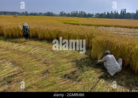 Cachemire, Inde. 20 septembre 2021. Les agriculteurs de Kashmiri récoltent du riz sur le terrain pendant la saison de récolte du riz à la périphérie de Srinagar. L'Inde est l'un des plus grands producteurs mondiaux de riz blanc et de riz brun, représentant 25 % de la production mondiale de riz. Le riz est la culture prééminente de l'Inde et constitue la nourriture de base de la population de l'est et du sud du pays. (Photo de Saqib Majeed/SOPA Images/Sipa USA) crédit: SIPA USA/Alay Live News Banque D'Images