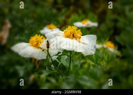 Vraiment exceptionnel Romneya coulteri, coquelicot californien, coquelicot du Bush, coquelicot californien, coquelicot du canyon, rêve du désert, arbuste à fleurs Banque D'Images