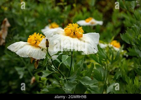 Vraiment exceptionnel Romneya coulteri, coquelicot californien, coquelicot du Bush, coquelicot californien, coquelicot du canyon, rêve du désert, arbuste à fleurs Banque D'Images