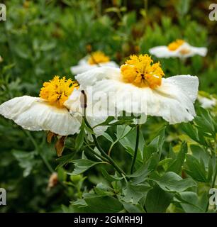 Vraiment exceptionnel Romneya coulteri, coquelicot californien, coquelicot du Bush, coquelicot californien, coquelicot du canyon, rêve du désert, arbuste à fleurs Banque D'Images