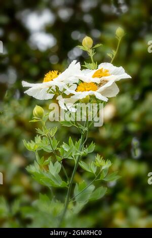 Vraiment exceptionnel Romneya coulteri, coquelicot californien, coquelicot du Bush, coquelicot californien, coquelicot du canyon, rêve du désert, arbuste à fleurs Banque D'Images