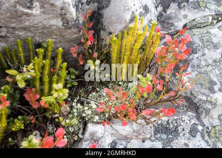 Différents types de mousses et de lichens sur de grands blocs de Carélie. Lasallia pustulata est une espèce de lichen de la famille des Umbilicariaceae Banque D'Images