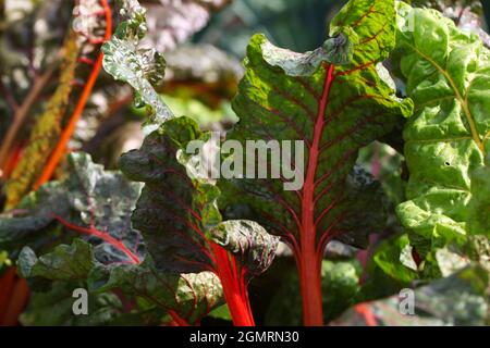 Variété Swiss Chard Red Magic Banque D'Images