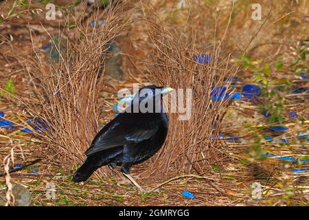 Un oiseau de mer satiné mâle, Ptilonorhynchus violaceus, debout devant son bower. Ces oiseaux utilisent un bower en bâtonnets, décoré de bleu et de jaune Banque D'Images