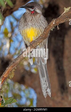 Oiseau rouge, Anthochera carunculata. Ebor, Nouvelle-Galles du Sud, Australie. Banque D'Images