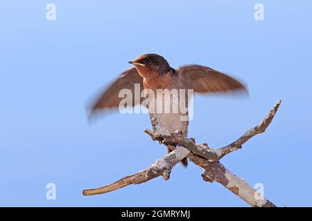 Bienvenue Swallow, Hirundo neoxena. Des ailes de poulet qui flotent pour attirer un parent pour fournir de la nourriture. Coffs Harbour, Nouvelle-Galles du Sud, Australie Banque D'Images