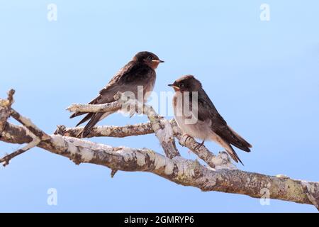 Bienvenue Swallow, Hirundo neoxena. Deux poussins sur une branche. Coffs Harbour, Nouvelle-Galles du Sud, Australie Banque D'Images