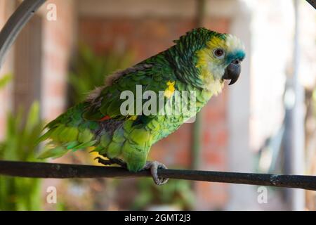 Mise au point sélective d'un magnifique perroquet à front turquoise (amazona aestiva) Banque D'Images