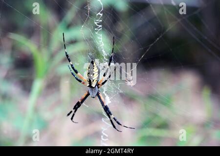 Argiope aurantia araignée de jardin noire et jaune sur le Web Banque D'Images