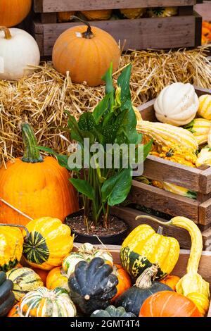 Pumkins et gourdes assorties à vendre dans un centre de jardin de Steveston Colombie-Britannique Canada Banque D'Images