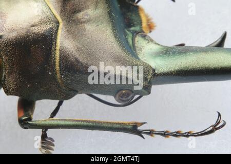 Macro Golden stag scarabée Cyclommatus metalifer finae avec ombre sur fond blanc Banque D'Images