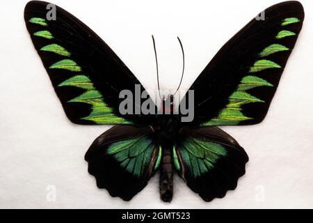 Trogonoptera brookiana albascens porte-oiseaux de Rajah Brooke Banque D'Images