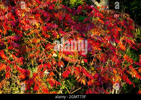 Sumac du Wisconsin en septembre, horizontal Banque D'Images