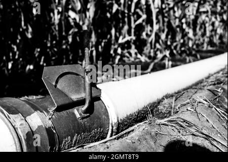 image de mise au point sélective de bas niveau de l'irrigation de sillon dans un champ de maïs Banque D'Images