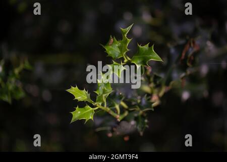 Holly (Ilex aquifolium). Branche, de pickly, pointu pointu, nouvelle croissance, vert frais, feuilles, feuilles, feuillage. Connexions de la toile d'araignée, entre Banque D'Images