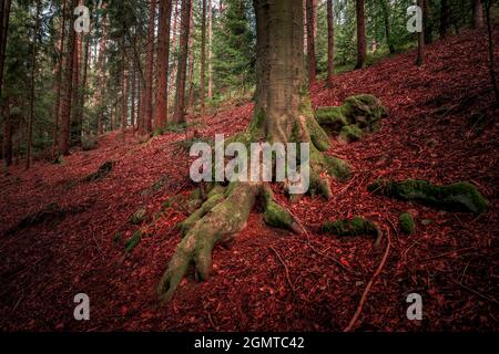 Racines d'arbre de mousse dans la forêt bavaroise Banque D'Images