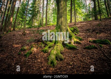 Racines d'arbre de mousse dans la forêt bavaroise Banque D'Images