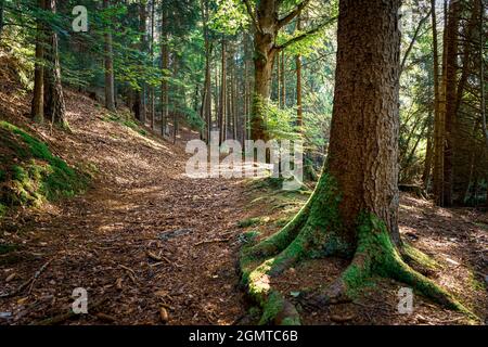 Racines d'arbre de mousse dans la forêt bavaroise Banque D'Images