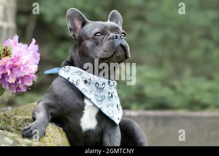 Chien Bulldog français noir avec lhelathy à nez long et larges narines Banque D'Images