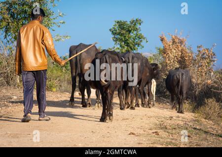 Berger avec son troupeau de buffles d'eau (Bubalus bubalis). Banque D'Images