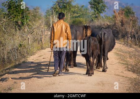 Berger avec son troupeau de buffles d'eau (Bubalus bubalis). Banque D'Images