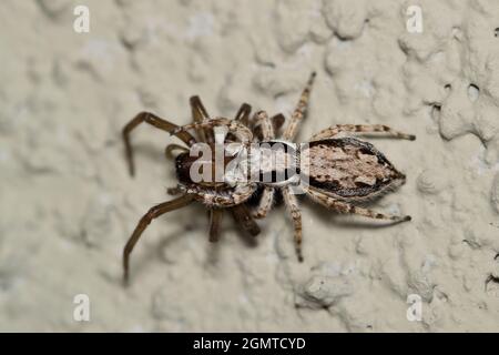 Cavalier à paroi grise (Menemerus bivittatus) la femelle a attrapé une autre araignée comme proie et se nourrit dessus. Espèces pantropicales trouvées dans le sud des États-Unis. Banque D'Images