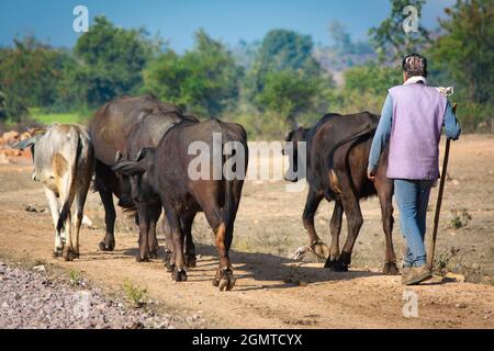 Berger avec son troupeau de buffles d'eau (Bubalus bubalis). Banque D'Images