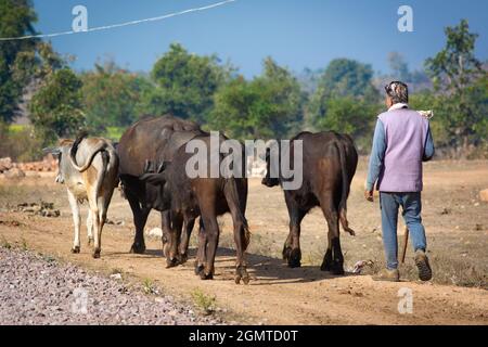 Berger avec son troupeau de buffles d'eau (Bubalus bubalis). Banque D'Images